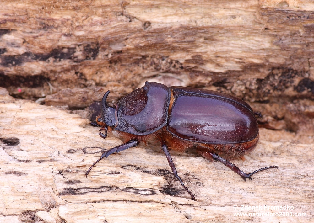 nosorožík kapucínek, Oryctes nasicornis ondrejanus, Scarabaeoidea, Oryctini (Brouci, Coleoptera)
